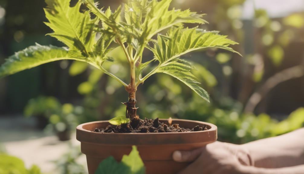 care for castor plants